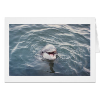 大西洋のバンドウイルカ