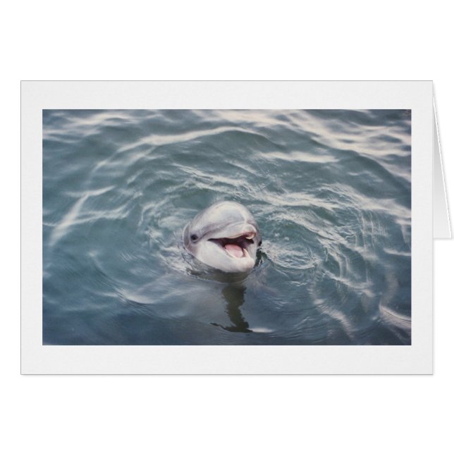 大西洋のバンドウイルカ (正面横)