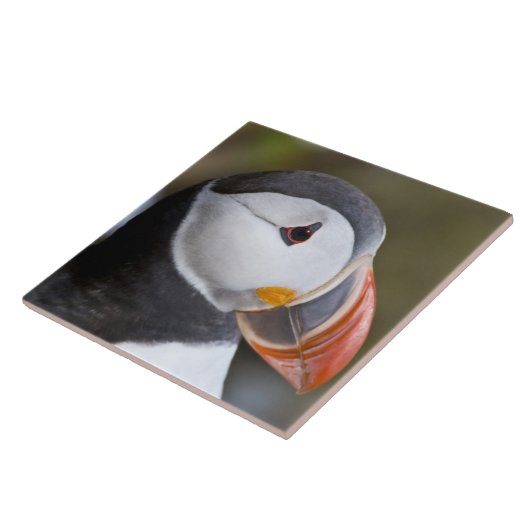 大西洋の水鳥 タイル (側面)