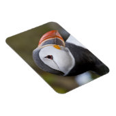 大西洋の水鳥 マグネット (右側)