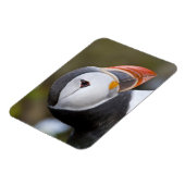 大西洋の水鳥 マグネット (左側)