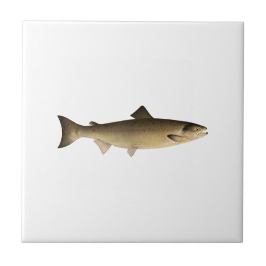 大西洋サケ タイル (正面)