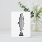 大西洋サケ – 海相 ポストカード (スタンド正面)