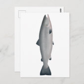 大西洋サケ – 海相 ポストカード (正面/裏面)