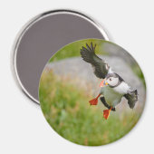 大西洋パフィン飛んでいる丸い磁石 マグネット (正面/裏面)