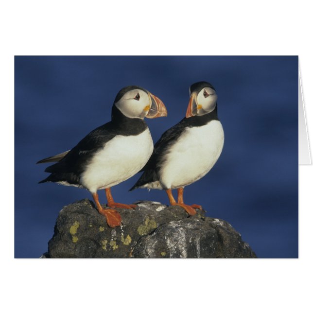 大西洋パフィン (正面横)