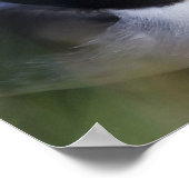 大西洋パフィン（アルクチカ） 7 ポスター (角)