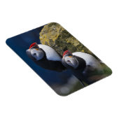 大西洋パフィン（アルクチカ） 7 マグネット (右側)