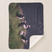 大西洋パフィン シェルパブランケット (正面)