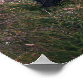 大西洋パフィン ポスター (角)