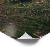 大西洋パフィン ポスター (コーナー)