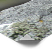 大西洋プフィン群 ポスター (角)