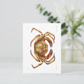 「大西洋深いアシガニ」海洋生物葉書 ポストカード (スタンド正面)