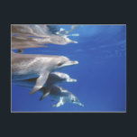 大西洋産のイルカ。バハマ・ビミニ ポストカード<br><div class="desc">大西洋の斑点のあるイルカBimini,バハマ�スGreg Johnston / DanitaDelimont.com</div>