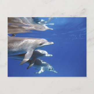 大西洋産のイルカ。バハマ・ビミニ ポストカード