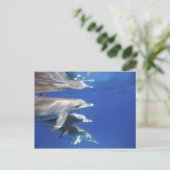 大西洋産のイルカ。バハマ・ビミニ ポストカード (スタンド正面)