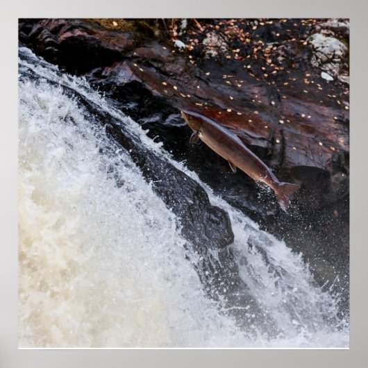 大西洋産サケのサルモサラを跳躍 ポスター (正面)