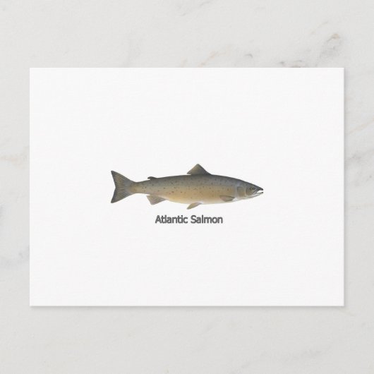 大西洋産サケ（タイトル） ポストカード (正面)