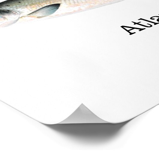 大西洋産サケ ポスター (角)