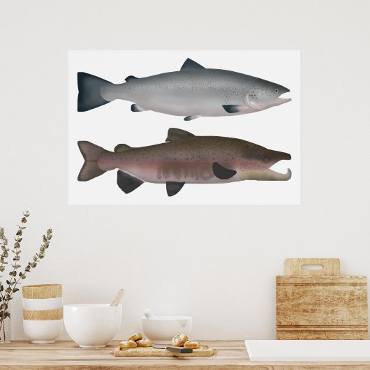大西洋産サケ – 海と産卵期 ポスター (キッチン)