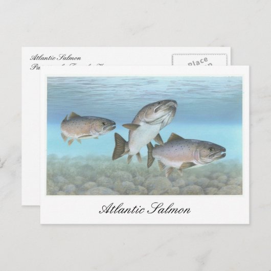 大西洋産サーモン絵画のはがき ポストカード (正面/裏面)