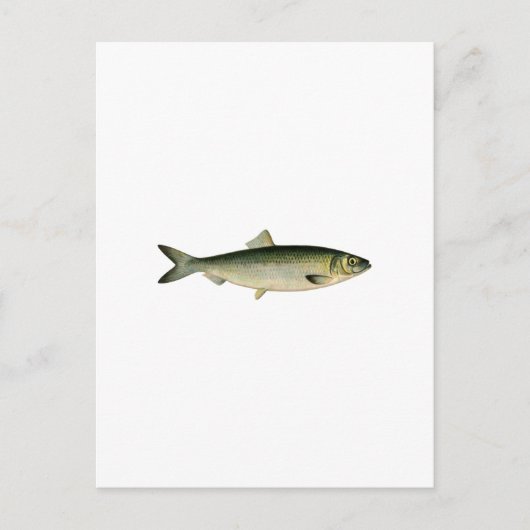 大西洋産ニシン ポストカード (正面)