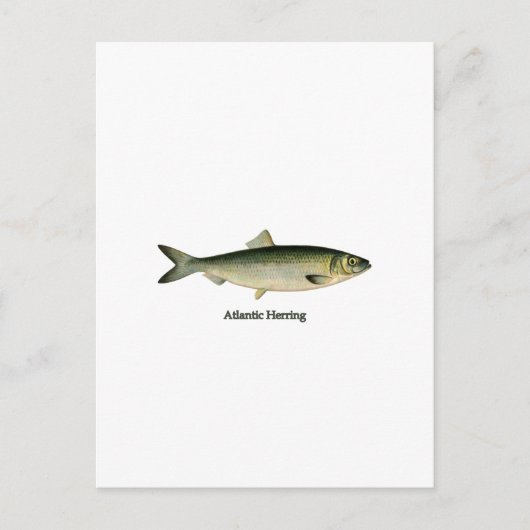 大西洋産ニシン ポストカード (正面)