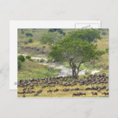 大規模なヌーの群れが移動中、 ポストカード (正面/裏面)