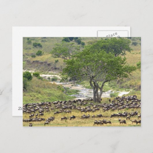 大規模なヌーの群れが移動中、 ポストカード (正面/裏面)