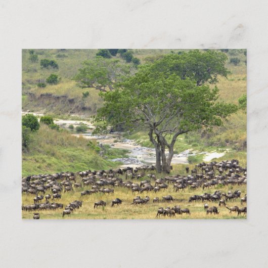 大規模なヌーの群れが移動中、 ポストカード (正面)