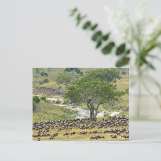 大規模なヌーの群れが移動中、 ポストカード (スタンド正面)