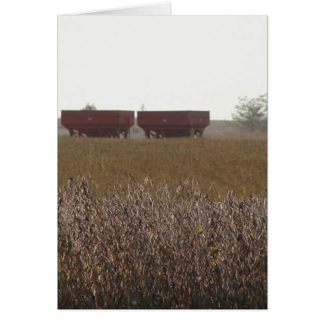 大豆の収穫時期 (正面)