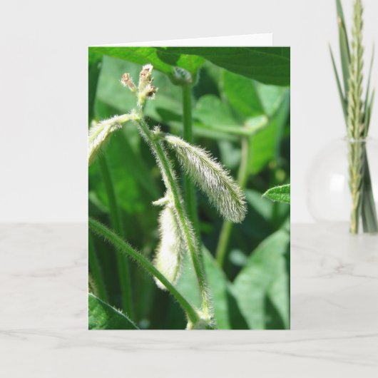 大豆 カード (正面)