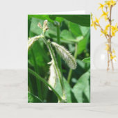 大豆 カード (黄色い花)