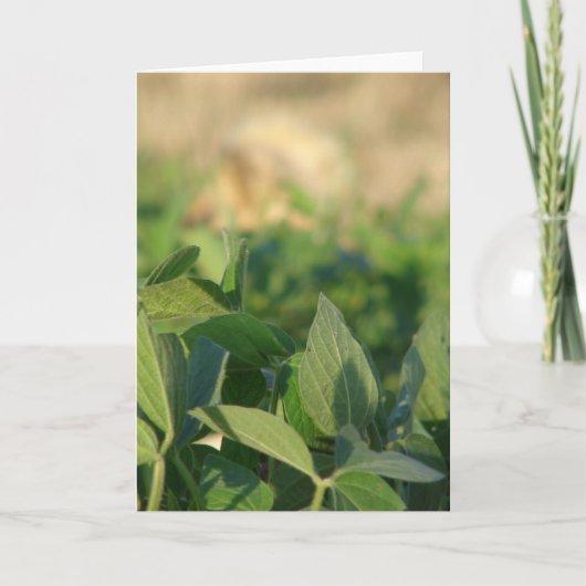 大豆 カード (正面)