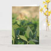 大豆 カード (黄色い花)