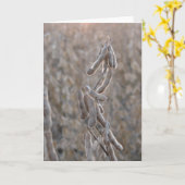 大豆 カード (黄色い花)