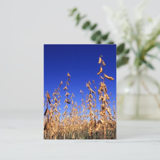 大豆 ポストカード (スタンド正面)