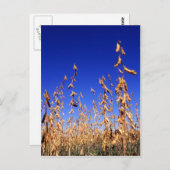 大豆 ポストカード (正面/裏面)