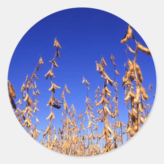 大豆 ラウンドシール (正面)