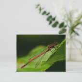 大赤ダムセルフライポストカード ポストカード (スタンド正面)