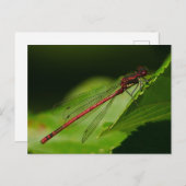 大赤ダムセルフライポストカード ポストカード (正面/裏面)