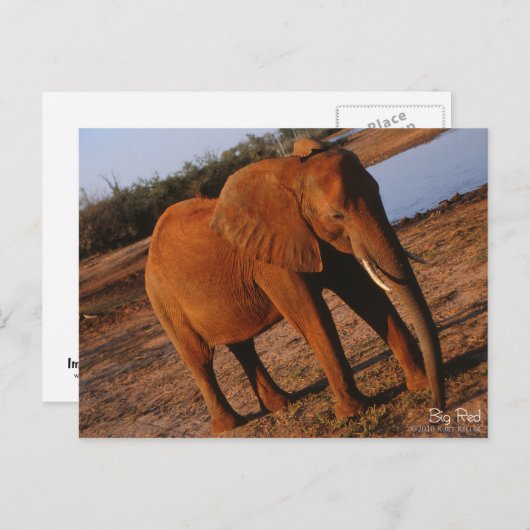 大赤象はがき ポストカード (正面/裏面)
