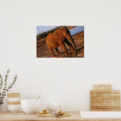 大赤象 ポスター (キッチン)