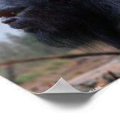 大足サスカッチ ポスター (角)