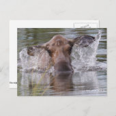 大遊物だクール ポストカード (正面/裏面)