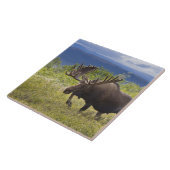 大雄牛が柳の間に立つ タイル (側面)