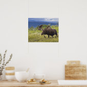 大雄牛が柳の間に立つ ポスター (キッチン)