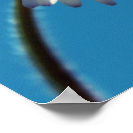 大青空の下の明るい白いデイジー ポスター (角)