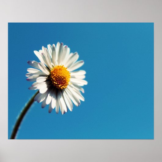 大青空の下の明るい白いデイジー ポスター (正面)